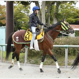 ボクの歩様、キレイでしょ?