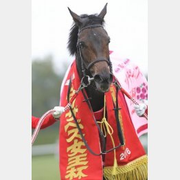 昨年の勝ち馬クイーンズリングは今年も参戦