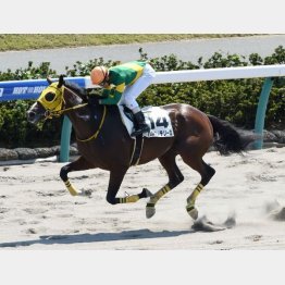 ダート替わりで大楽勝