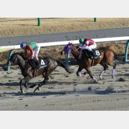 年明けの招福S勝ち