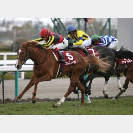 父の連勝街道は阪神のスプリングSから始まった