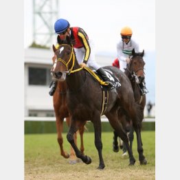 新馬→五百万特別を連勝