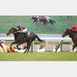 白菊賞を完勝