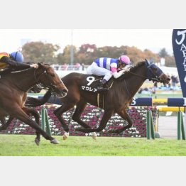 出世レースの赤松賞勝ち