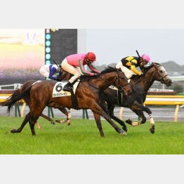 デビュー戦でしぶとさを発揮