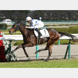 阪神千八芝で未勝利勝ち