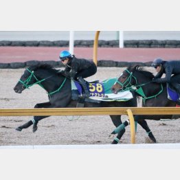 Cウッドで抜群の切れを見せたシャケトラ