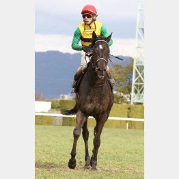 現級勝ちのある実力馬