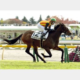 5馬身差圧勝のテトラドラクマ