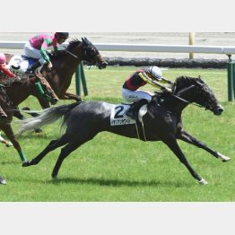 イタリアンホワイトは昨年6月に初勝利