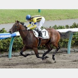 勢いついたバレッティの連勝に期待