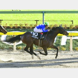 ミルコとのコンビでシャングリラ賞勝ち