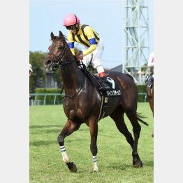 2走前の外房Sに勝利