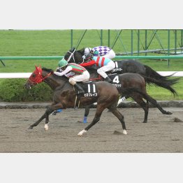 前走は13番人気で③着(最内)