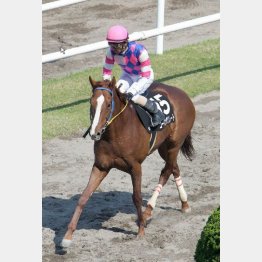 シドニーT勝ちは12番人気