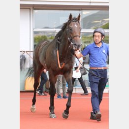 良血馬が軌道に乗ってきた