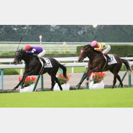 未勝利Vは鮮やか