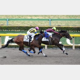 未勝利→五百万を連勝