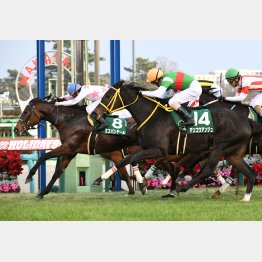 前走はロスの大きい競馬で③着