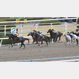 昇級初戦の前走も②着(左から2頭目)