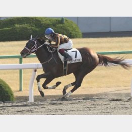 前走は3馬身差の完勝