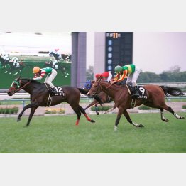 ヒコーキグモは8歳まで走り35戦4勝のタフネス(7歳時のオーストラリアTで優勝)