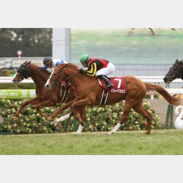 日建新春杯のハフォーマプロミスは数少ない1番人気での勝利