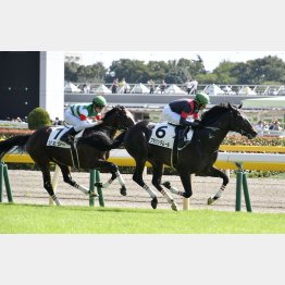 新馬Vは東京だった