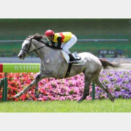 未勝利勝ちは逃げて2馬身半差