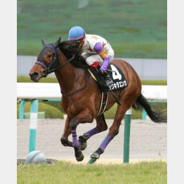 君子蘭賞以来のVを狙う
