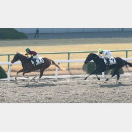 デビュー戦は上々の②着