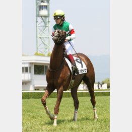 素質十分のミリッサ