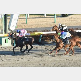 ジャニュアリーSを完勝