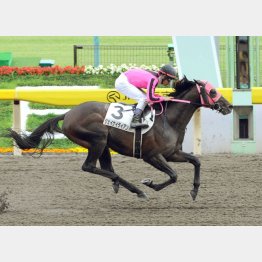 ベストの舞台で五百万勝ち