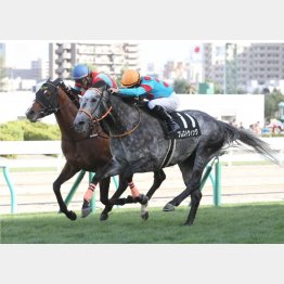 ここで丹頂S以来の勝利を狙う