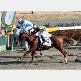 五百万勝ちが圧巻だったノーフィアー