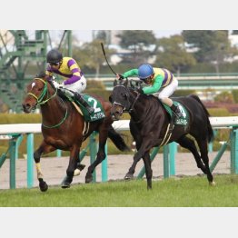 昨年は7番人気トーキングドラムがV
