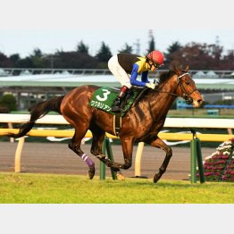 東スポ杯を完勝