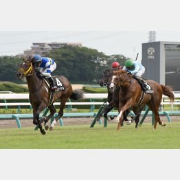 2戦目に中山二千のオープン勝ち