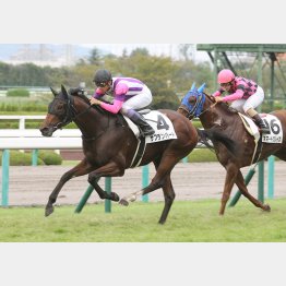 阪神6F芝で五百万勝ち