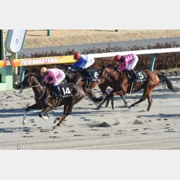 中山千八の招福Sで連対