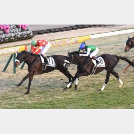 前走は1番人気に応えて快勝