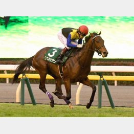 東スポ杯2歳Sは3馬身半差V
