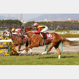去年の桜花賞馬はここで②着のレーヌミノル
