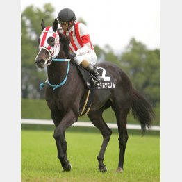 エテルナミノルは千八で準オープン勝ち