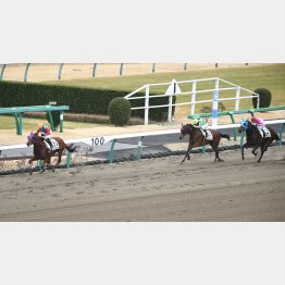 前走は逃げて5馬身差
