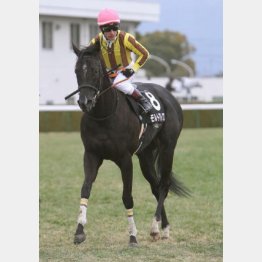 紅梅Sを快勝