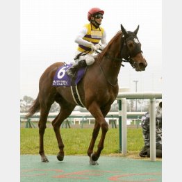 昨年の勝ち馬はセイウンコウセイ