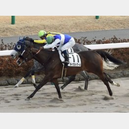 中山千八で五百万勝ち