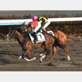 前走は同じ舞台で半馬身差②着